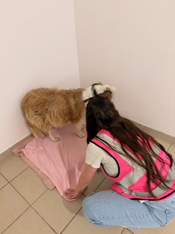 Action SOS Compagnon