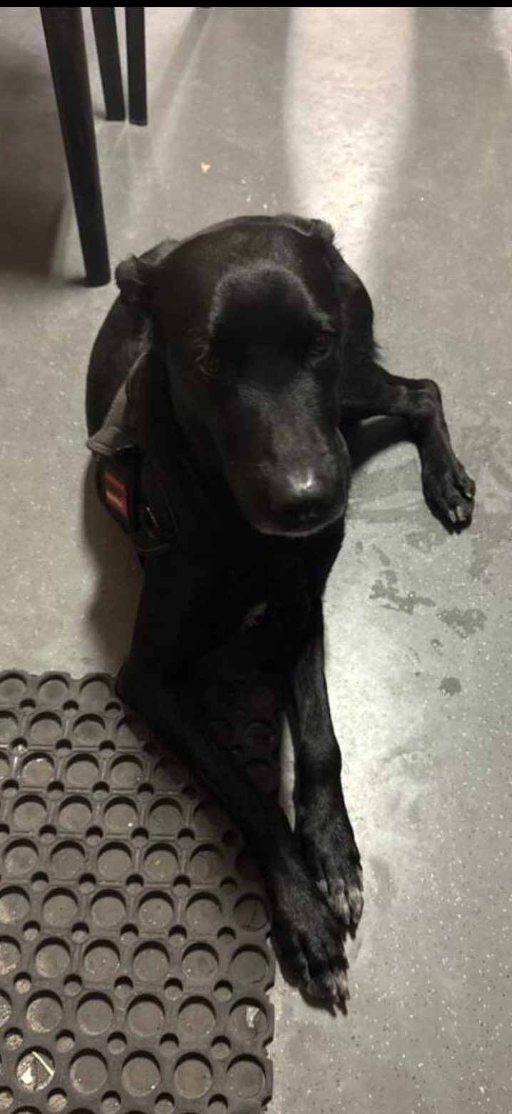 Action SOS Compagnon