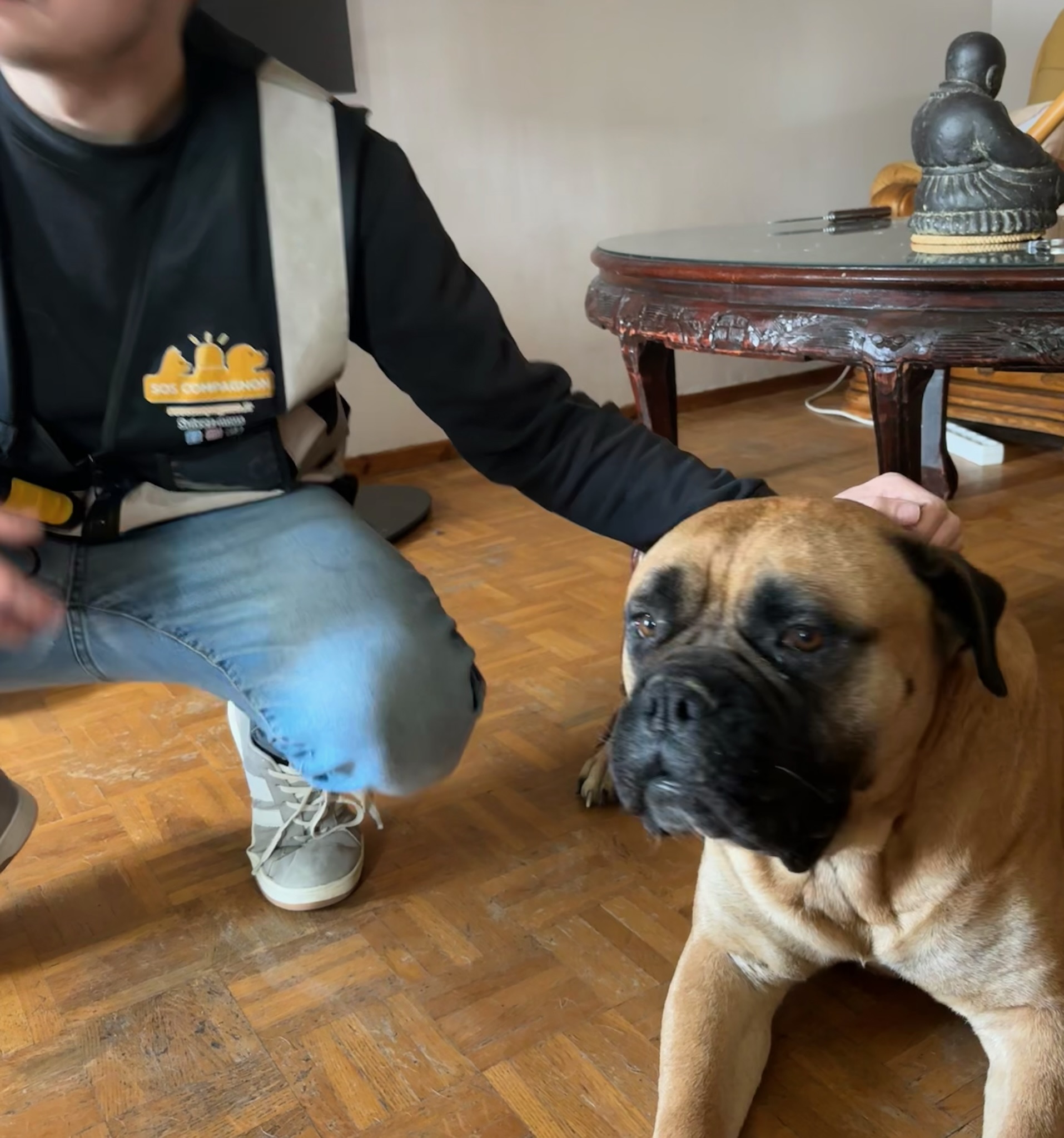 Action SOS Compagnon