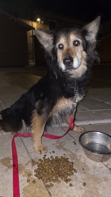 Action SOS Compagnon