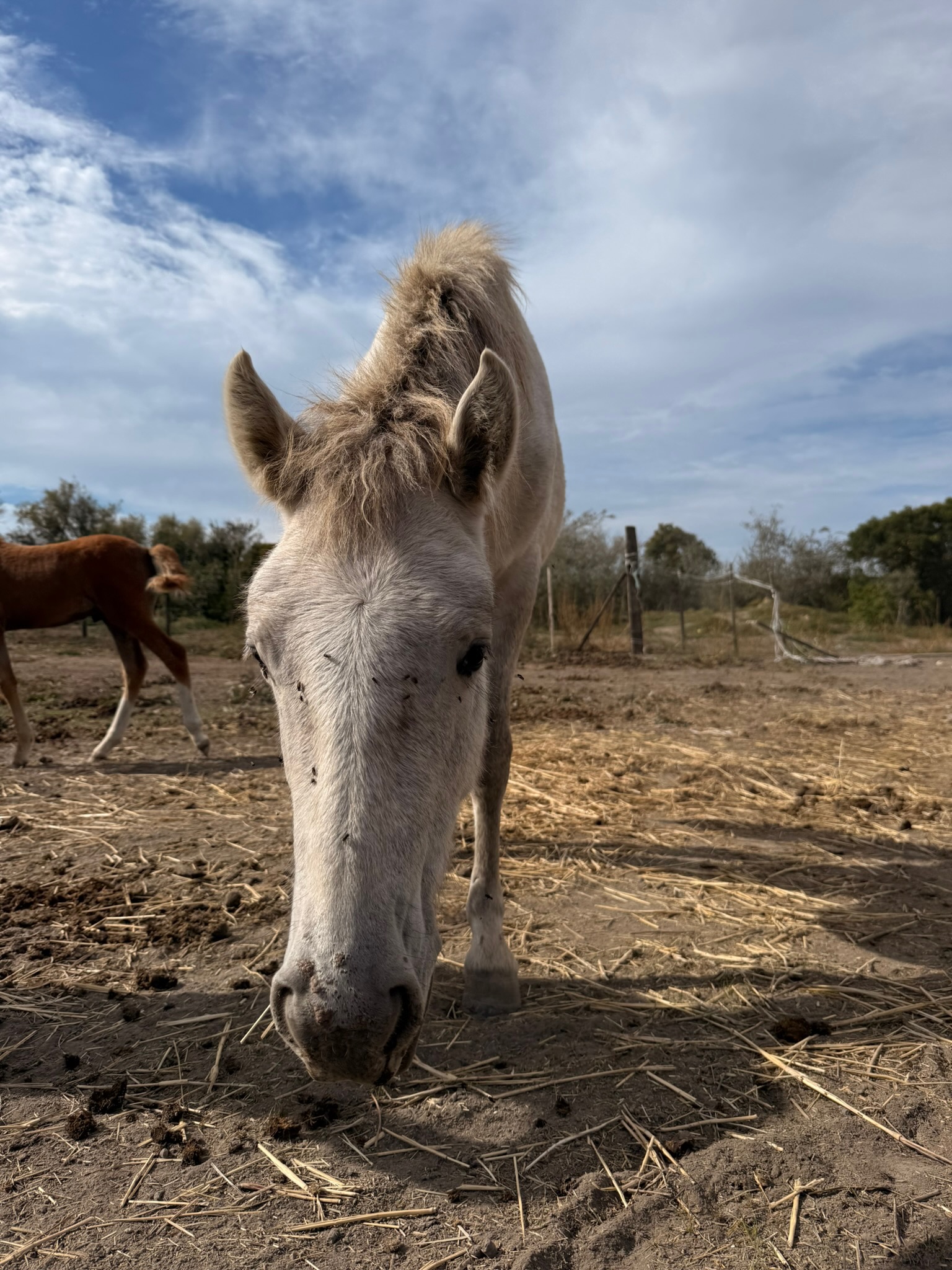 Action SOS Compagnon