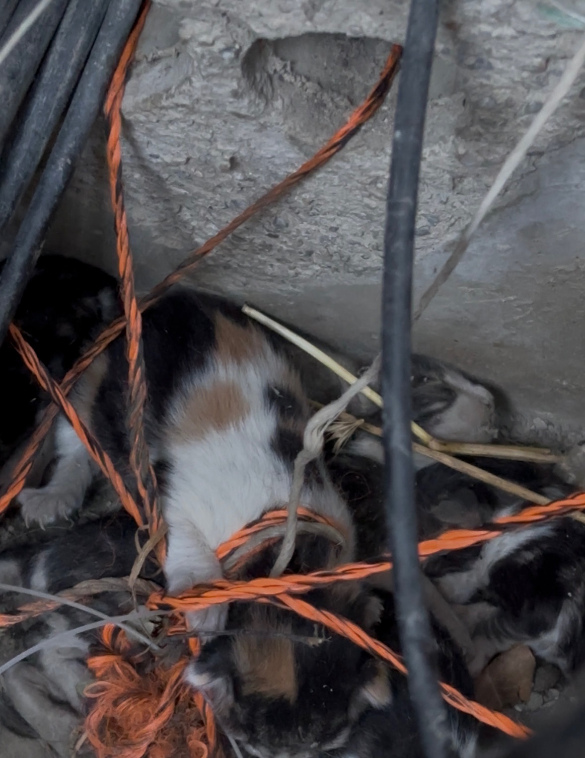 Action SOS Compagnon