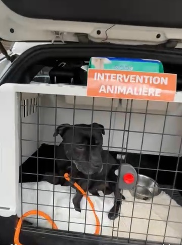 Action SOS Compagnon