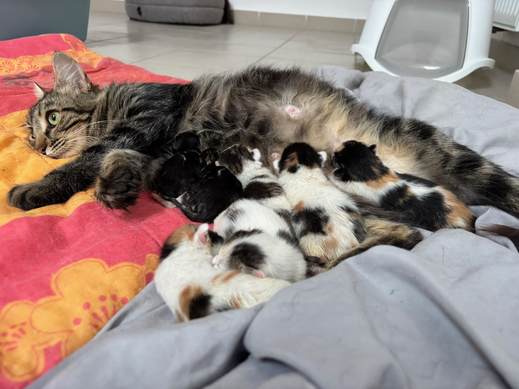 Action SOS Compagnon