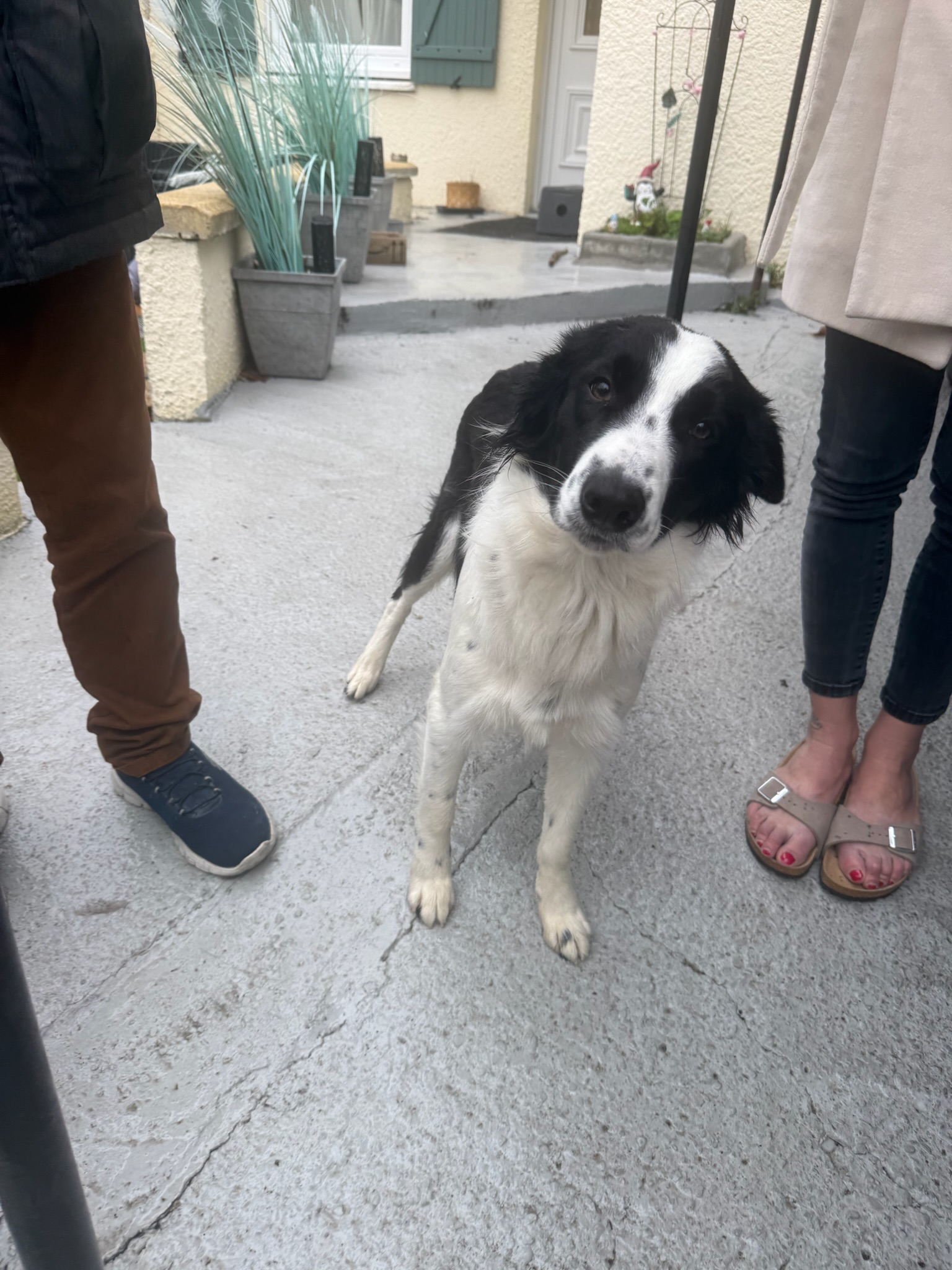 Action SOS Compagnon