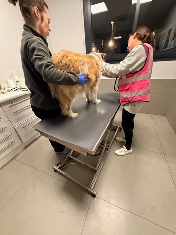 Action SOS Compagnon