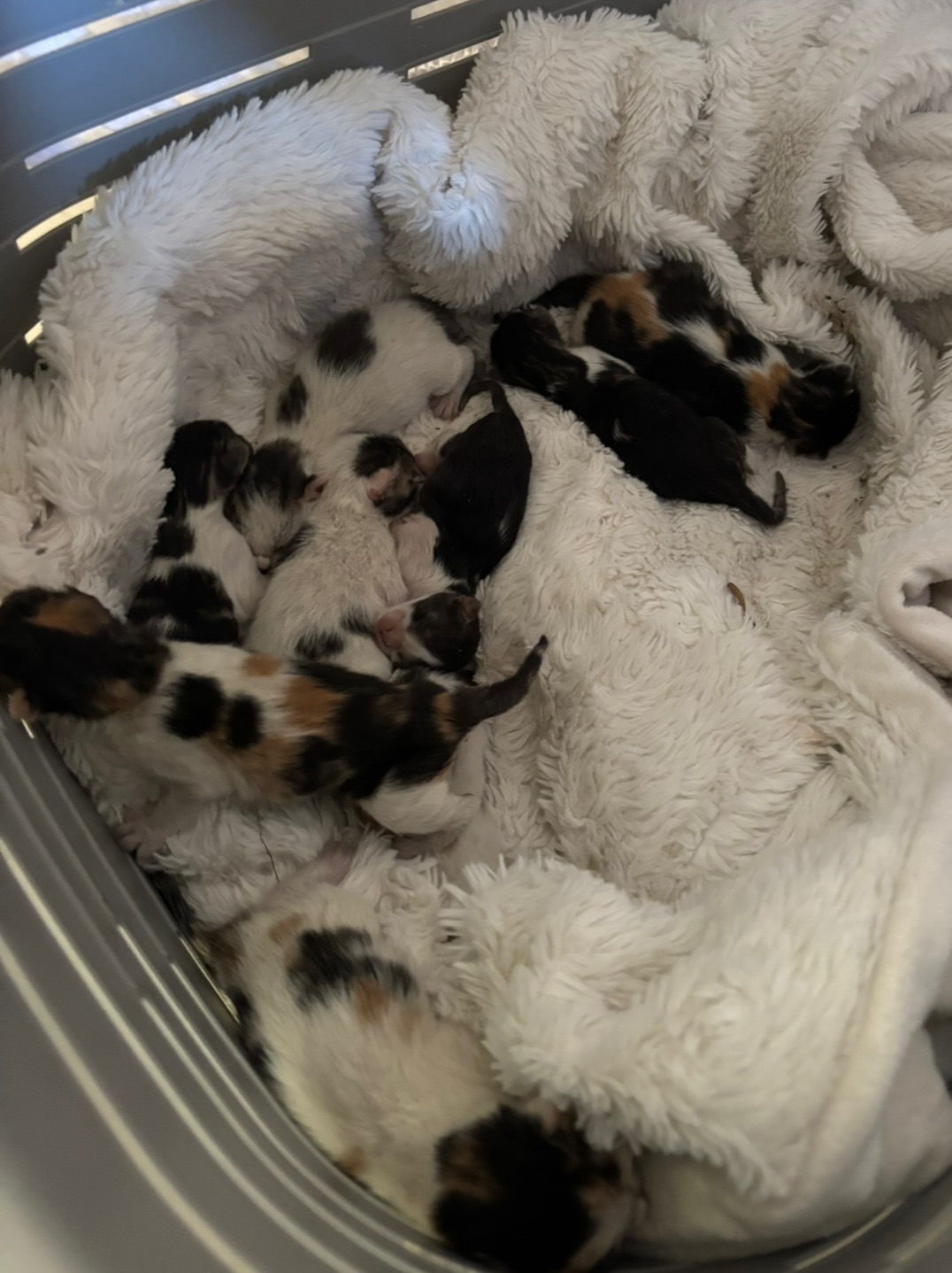 Action SOS Compagnon