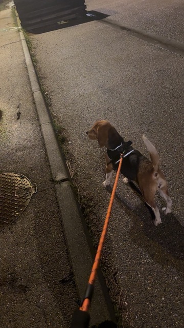 Action SOS Compagnon