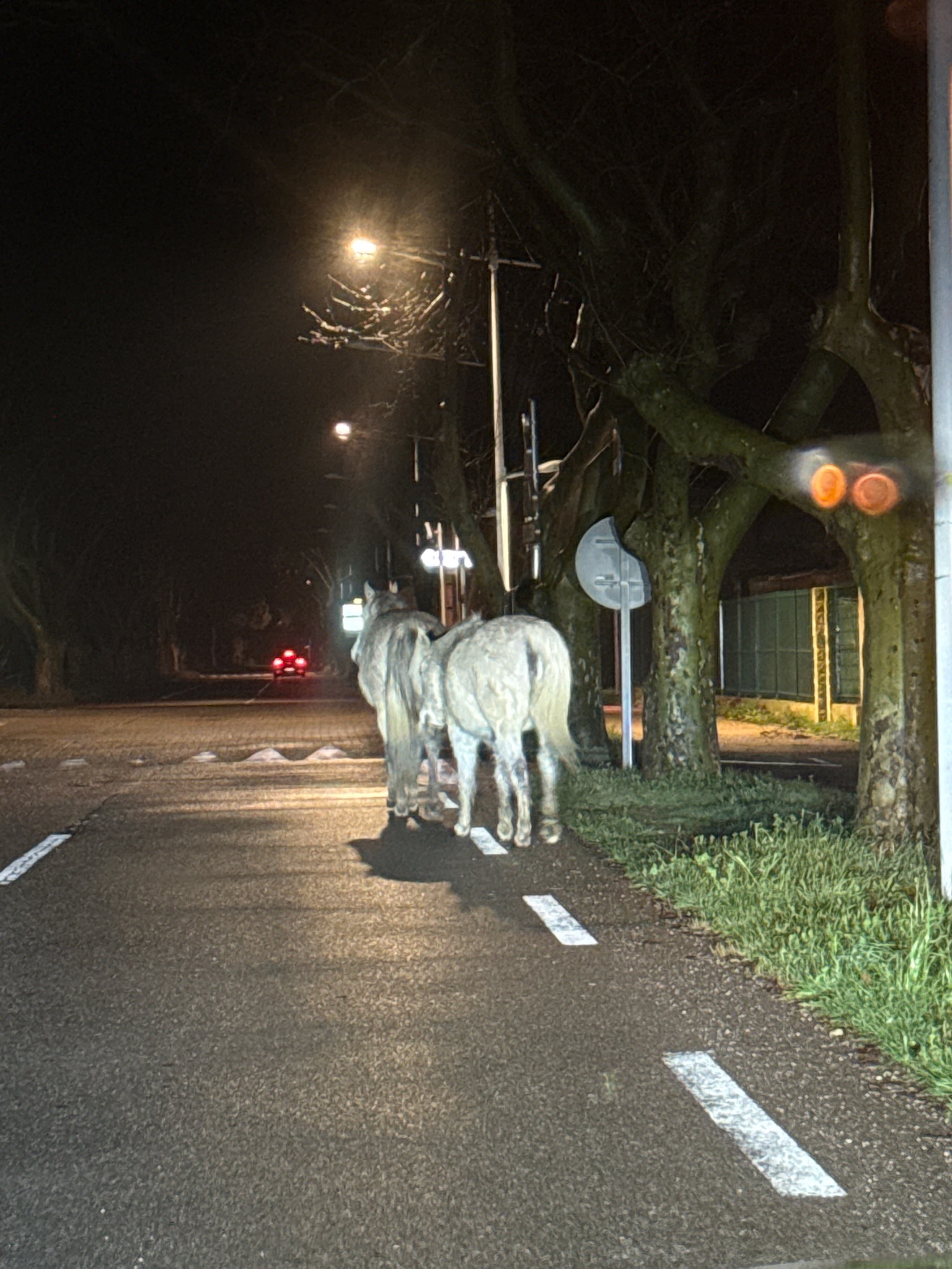 Action SOS Compagnon