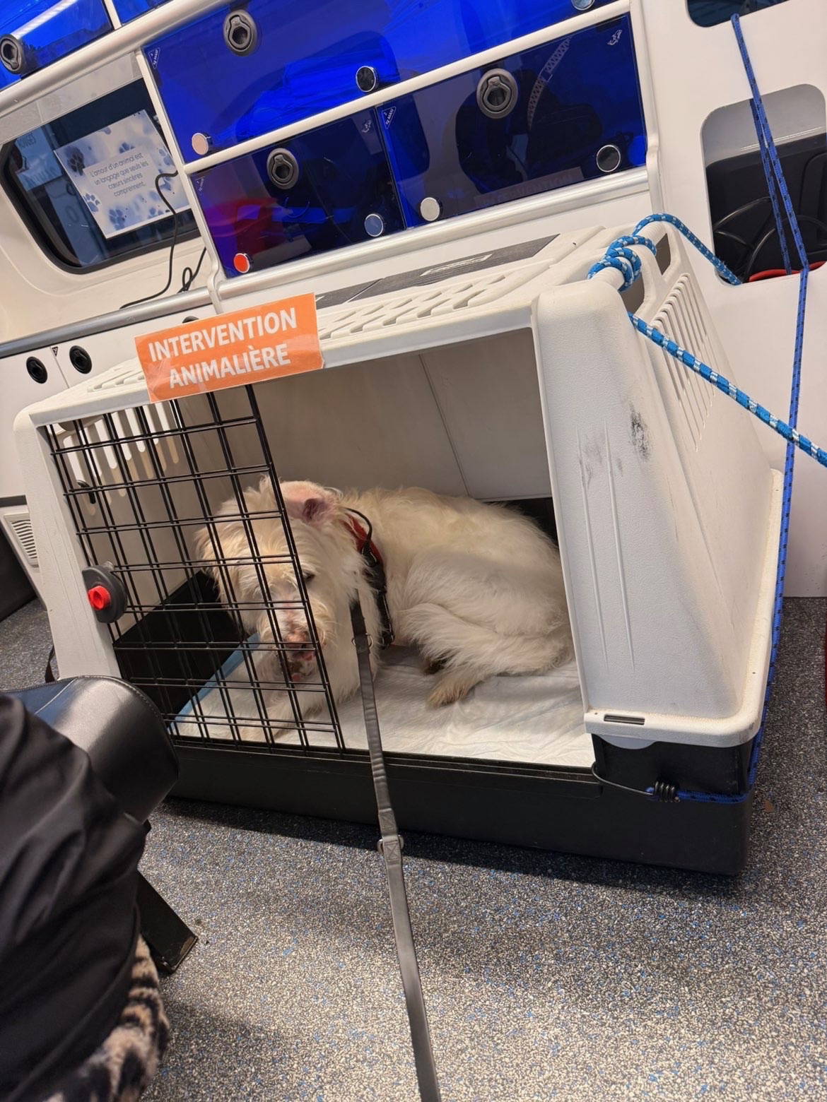 Transport animalier SOS Compagnon